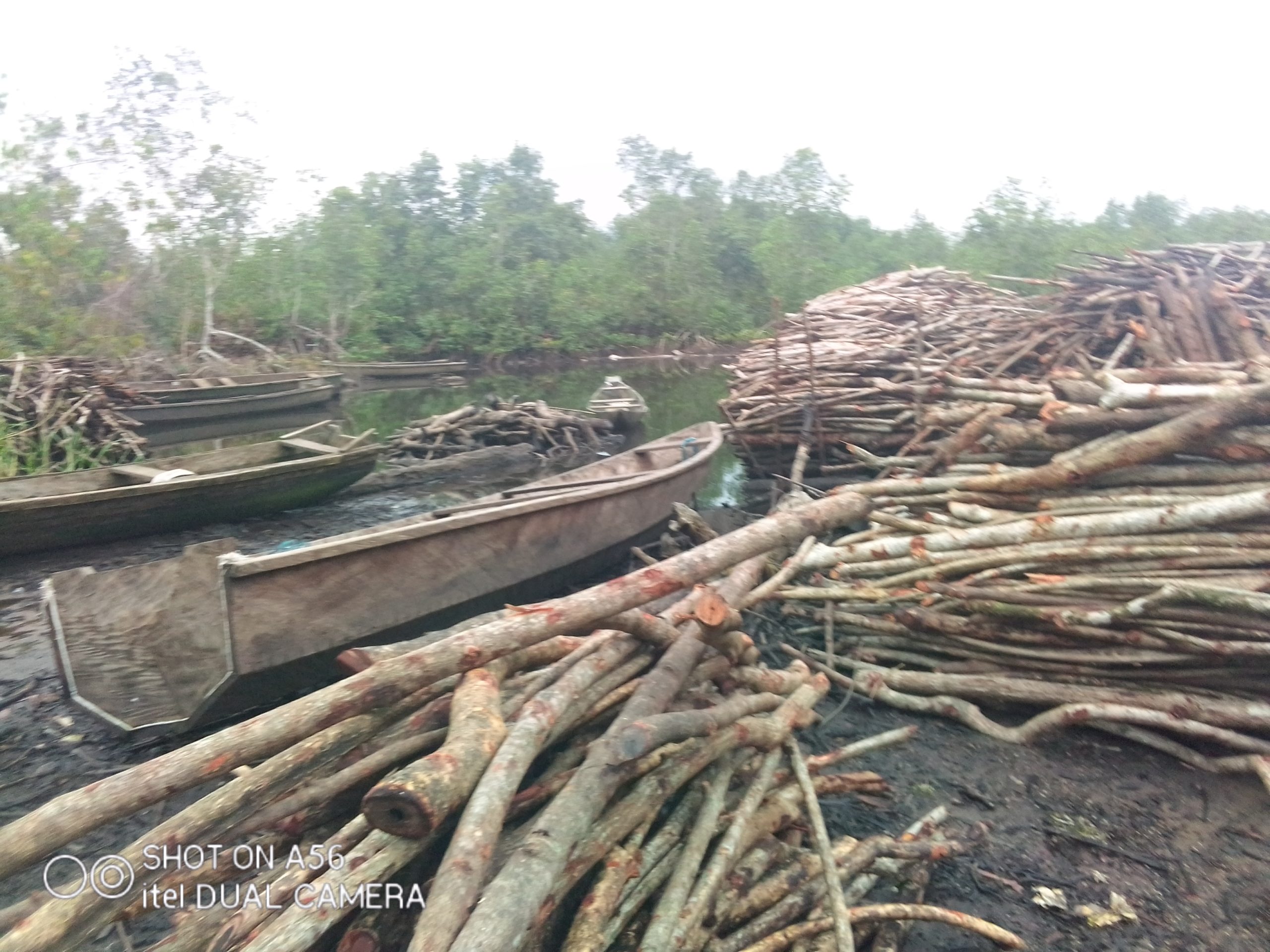 Protection des mangroves, Sud-Cameroun