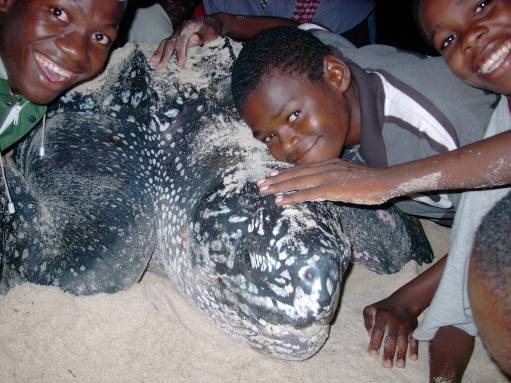 Espèces de tortues marines du Cameroun