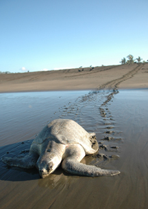 Suivi biométrique des tortues marines en patrouille