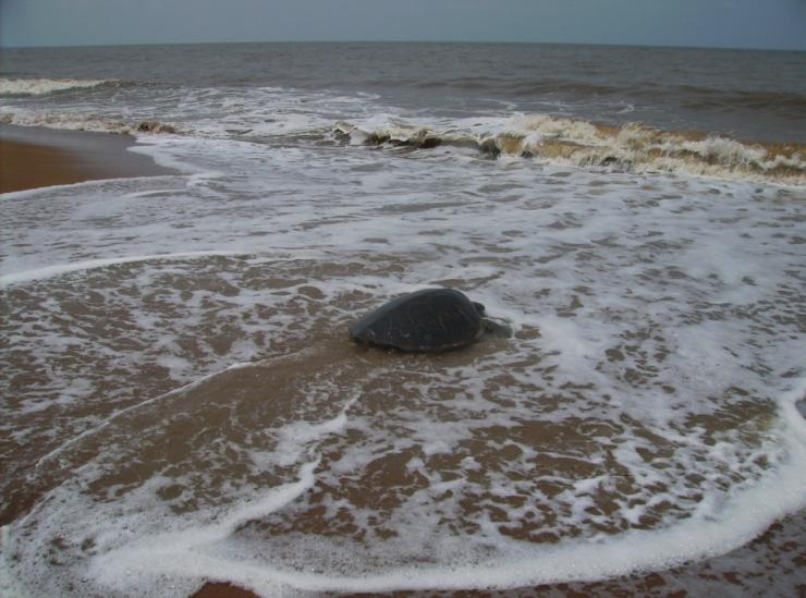 Éducation environnementale des jeunes sur les tortues marines
