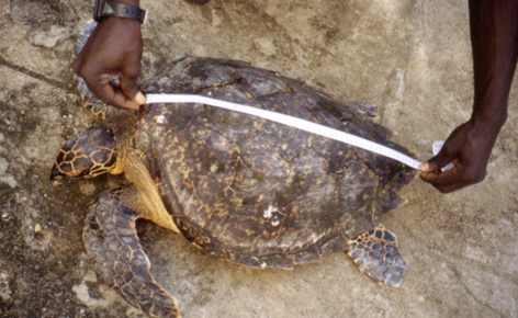 Tortue luth (Dermochelys coriacea), la plus grande espèce de tortue marine