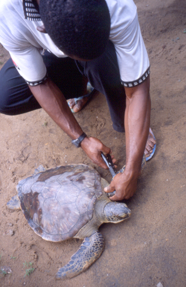 Parrainage et relâcher de tortues marines avec des touristes